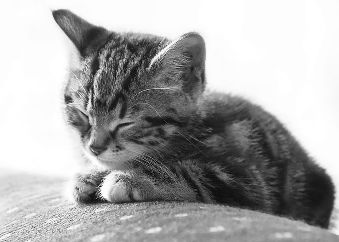 Sleeping Kitten