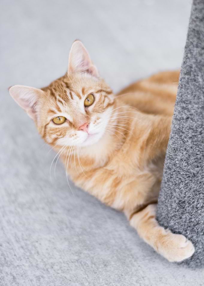 Ginger Cat