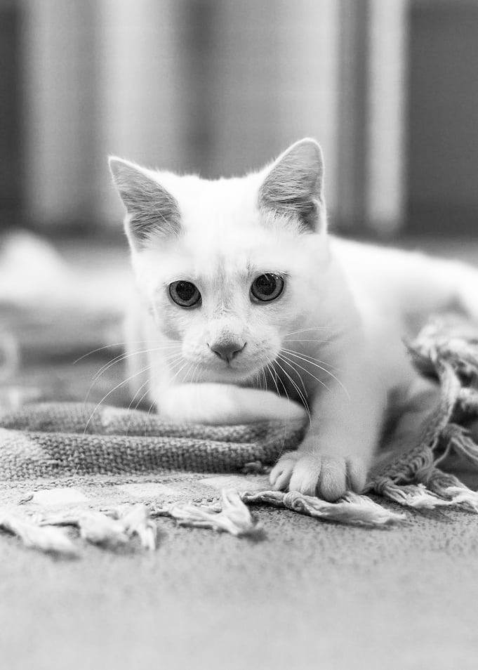 White Kitten