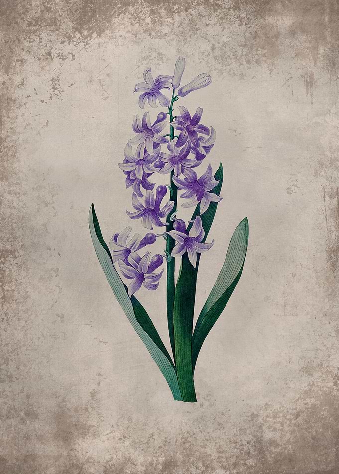 Vintage purple hyacinth