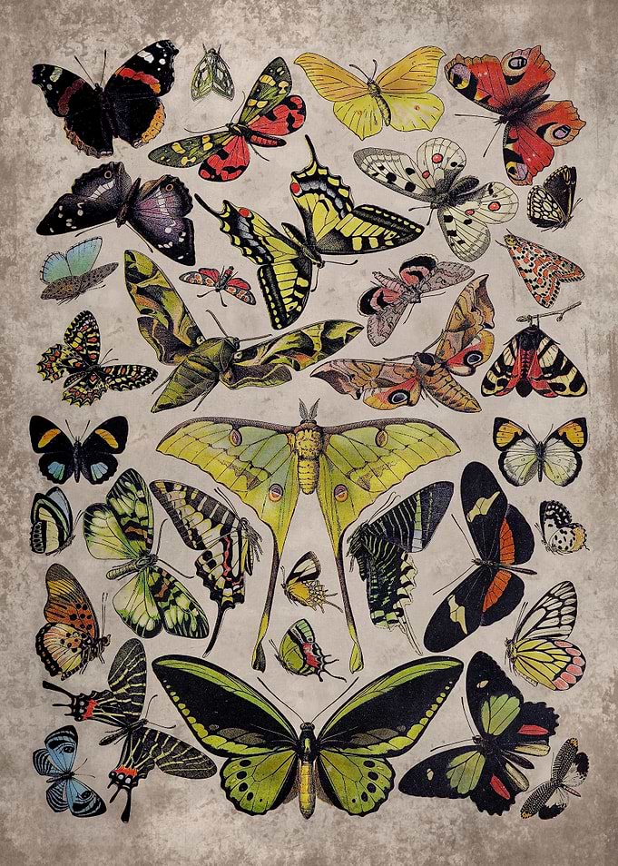 Vintage Butterfly Print