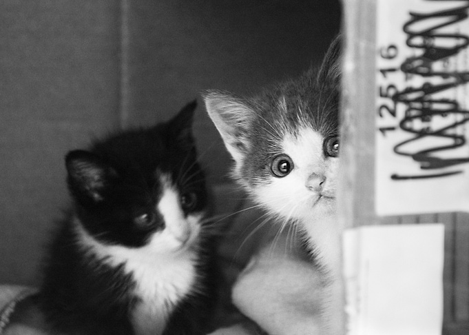 Street Cats