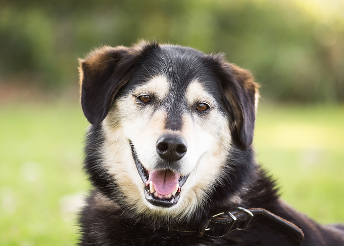 Happy Dog