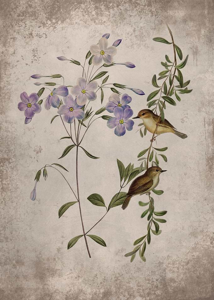 Sericornis and Phlox