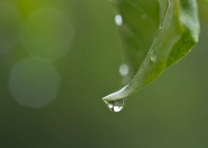Water drop on leaf
