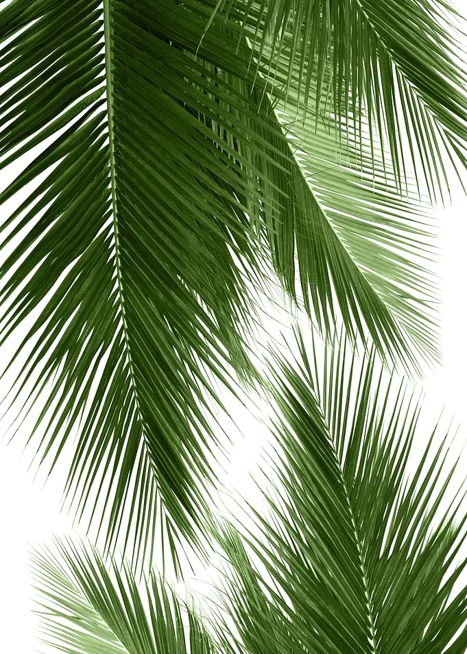 Palm Leaves Vibes 2