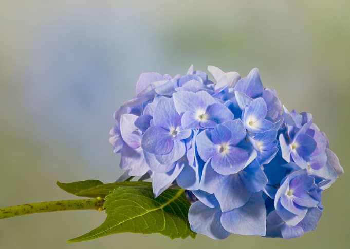Blue hydrangea flower stem