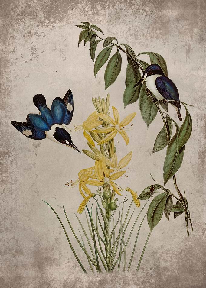 Macleay Halcyon Asphodel