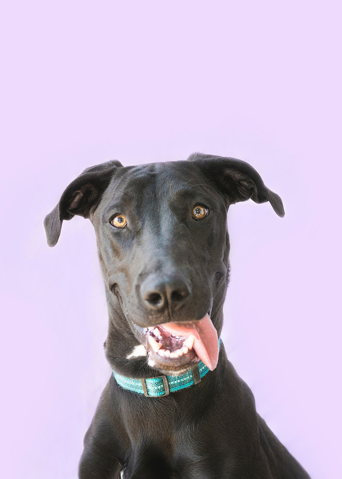 Happy Dog