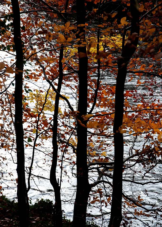 By the River