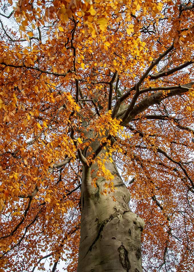 The Tall Tree