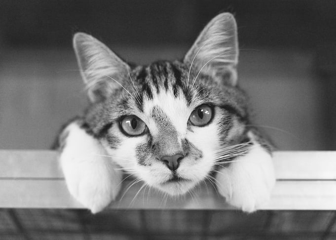 Cute Cat