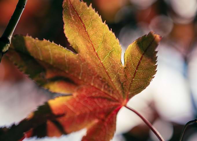 Maple Leaf