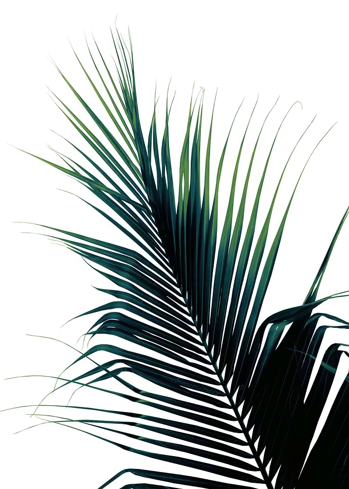 Palm Leaf Green Delight 1
