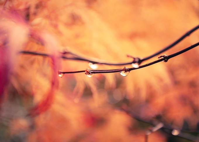 Rain Drops
