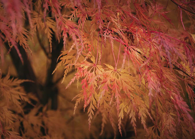 Maple Leaves