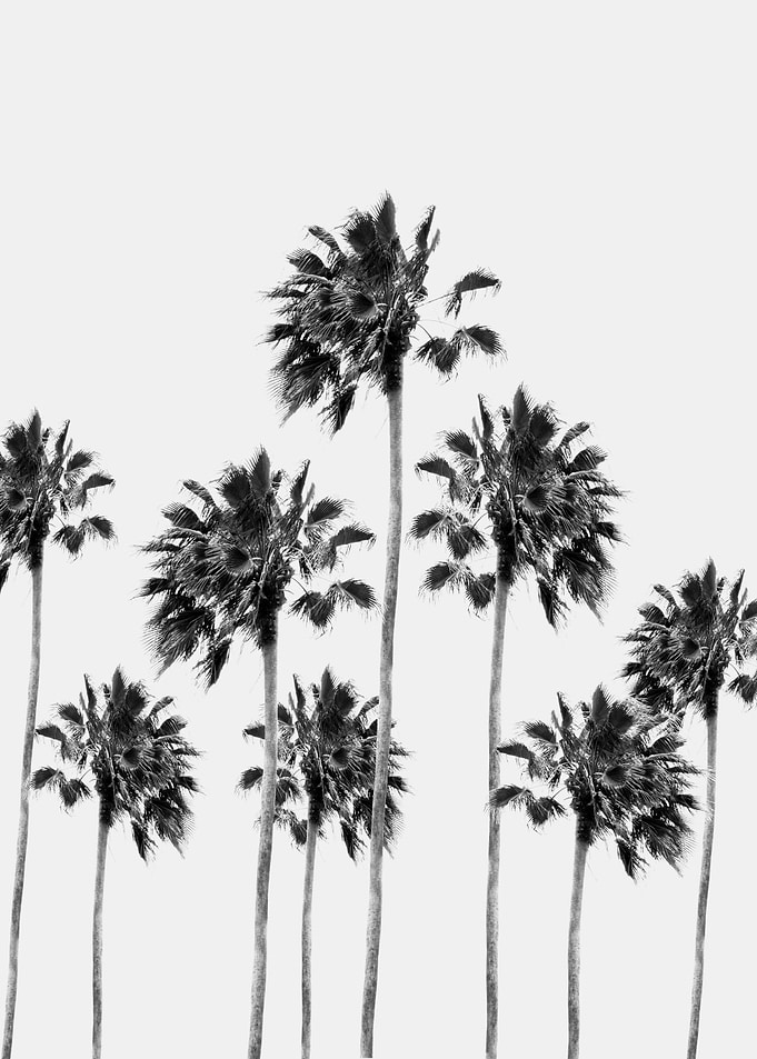 Black White Palm Trees 1