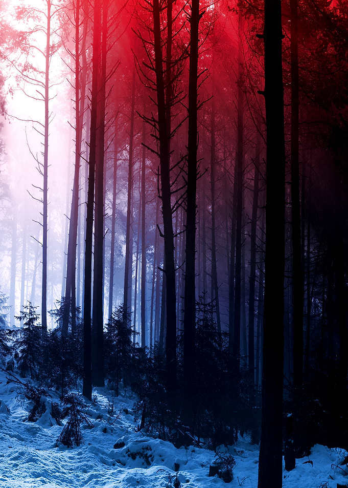 Mystic dark forest tree
