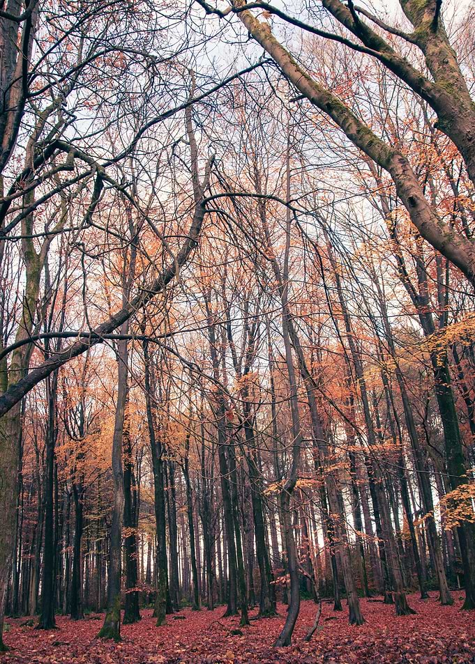 Autumn Birch Trees