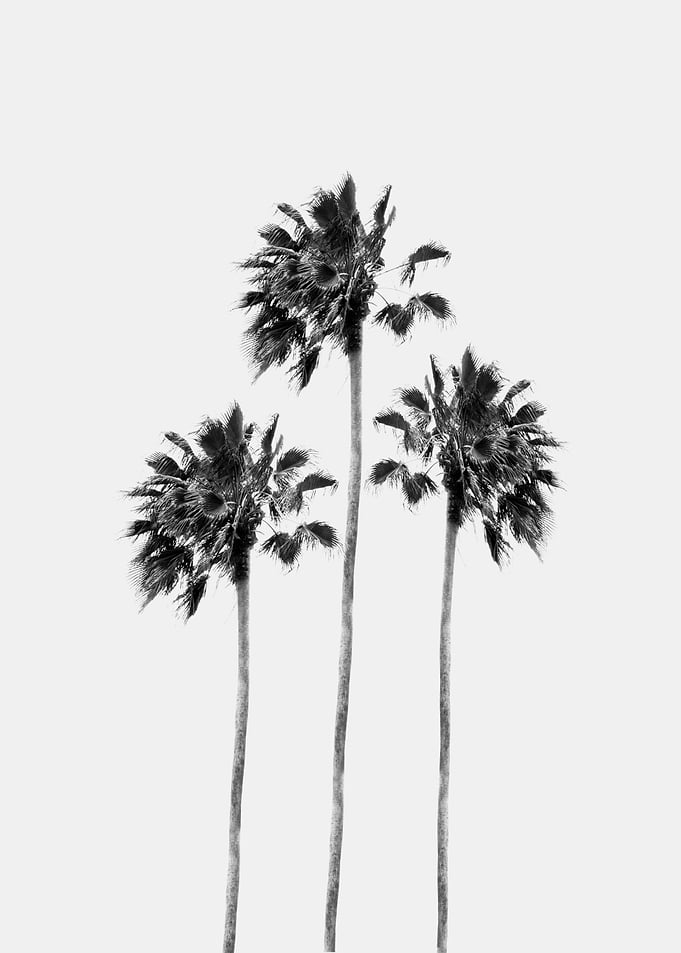 Black White Palm Trio 1