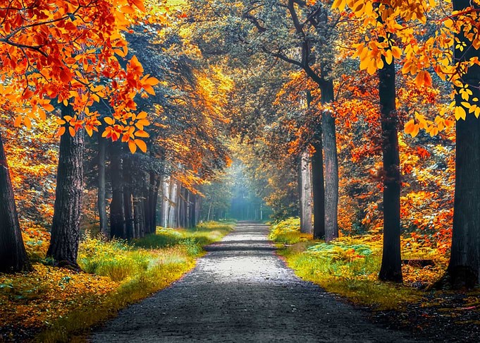 Autumn in Holland