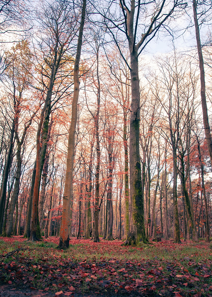 Orange Wood