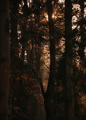 The Light Through
