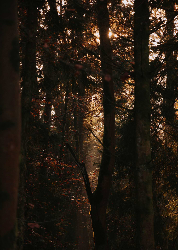 The Light Through