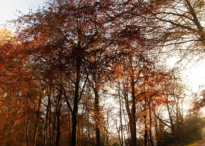 Autumn Woodland