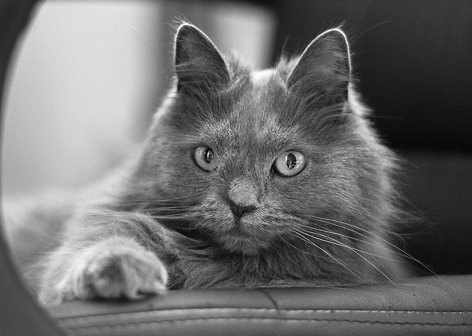 Grey Cat