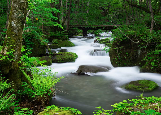 Spring green Oirase Creek