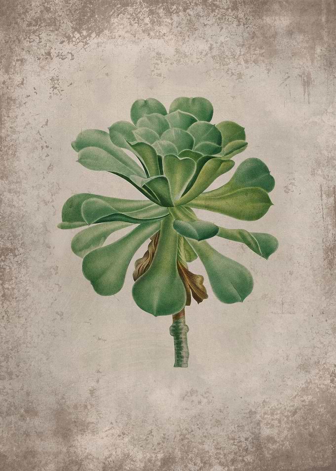 Vintage Succulent Art