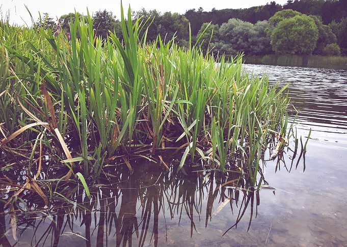 Grass on the riverside