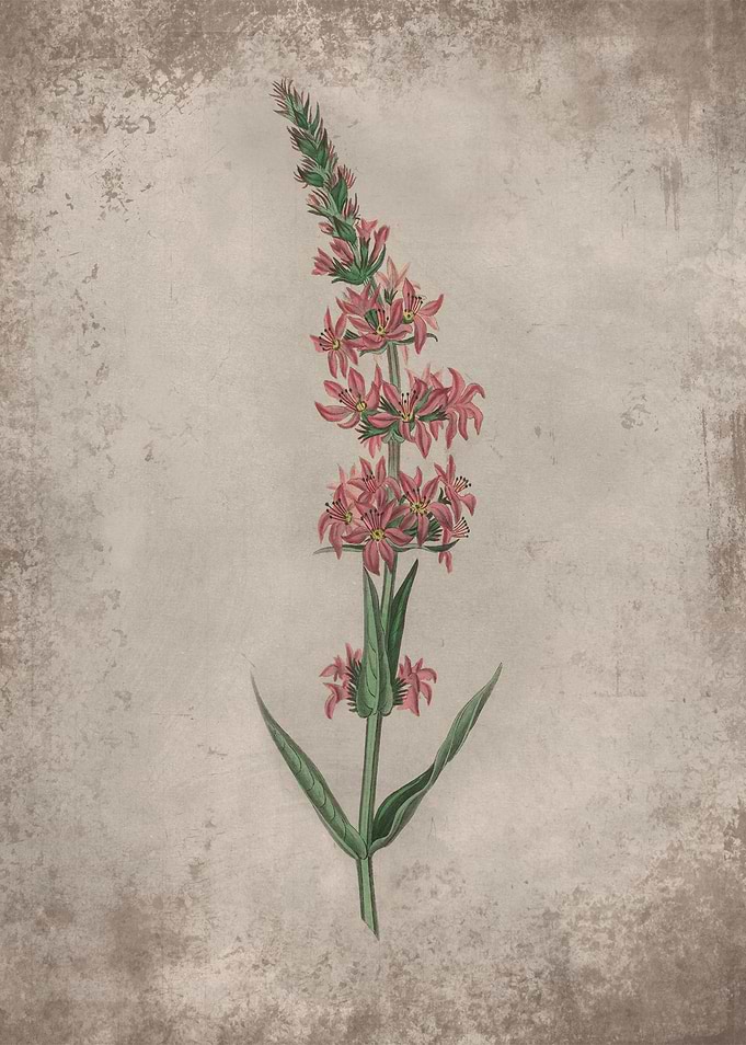 Loosestrife Herb Flower
