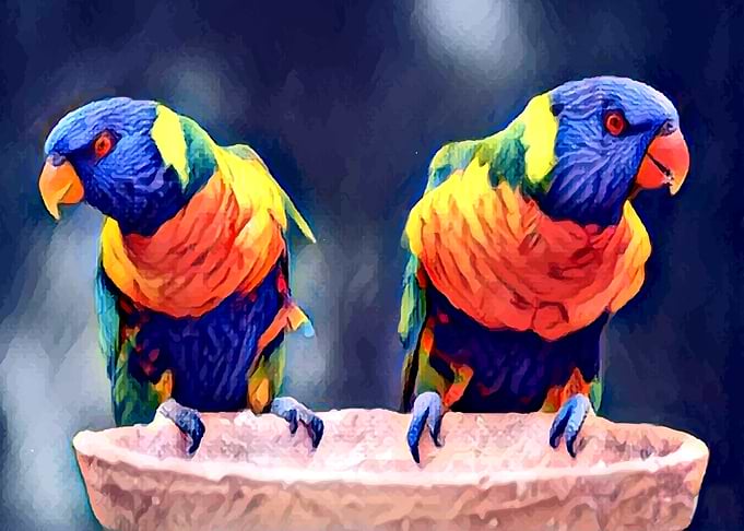 Parrot Couple