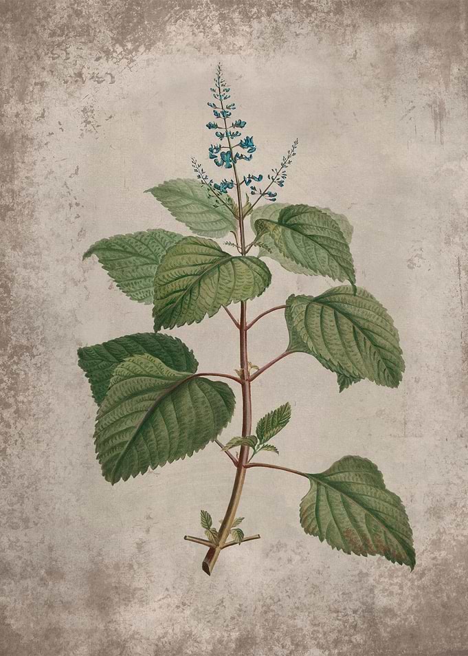 Mint Herb