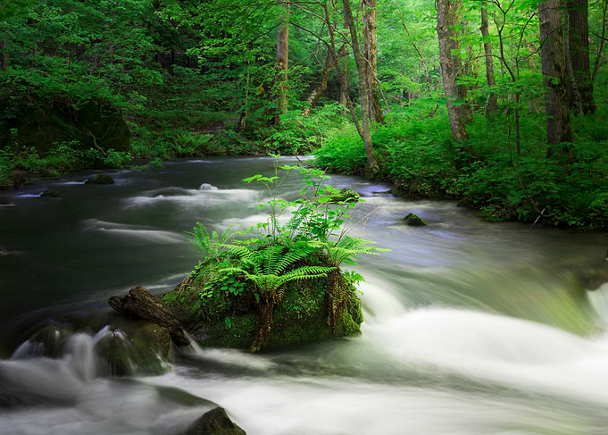 Spring green Oirase Creek