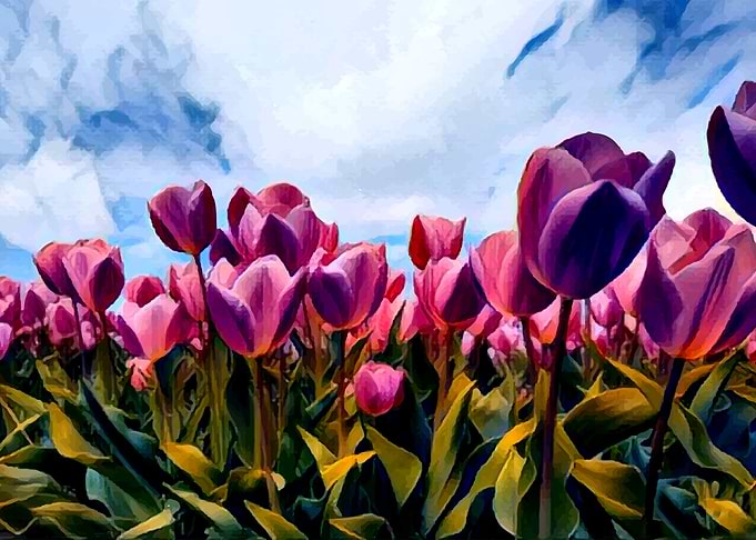 Tulips