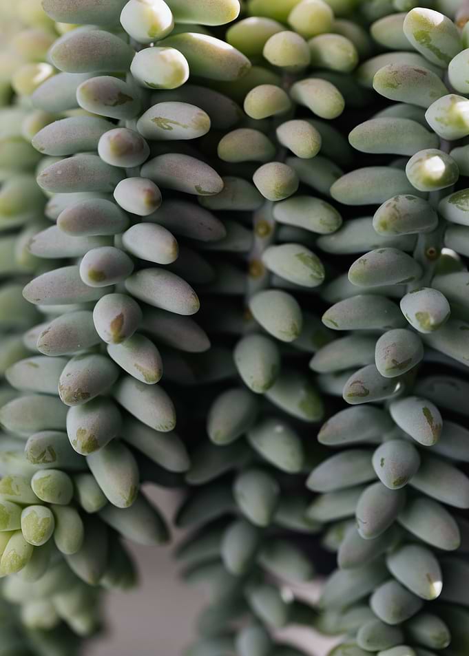 Burros tail plant