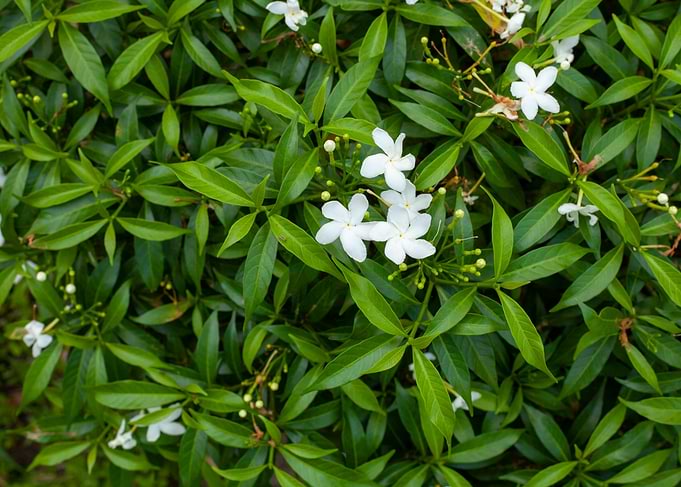 Leaf and Flower