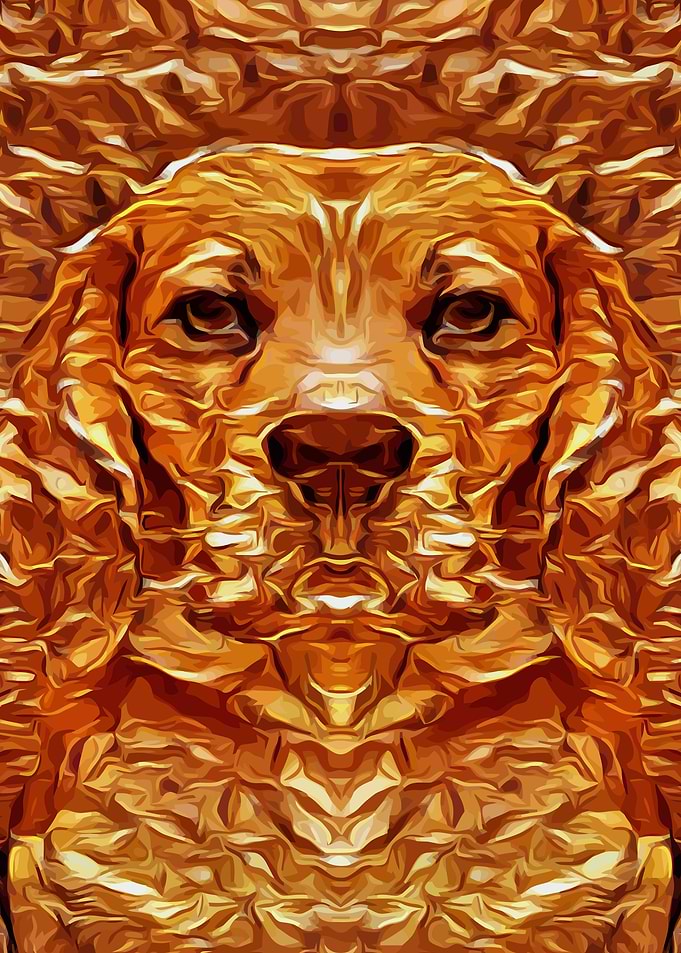 Beagle Gold 1