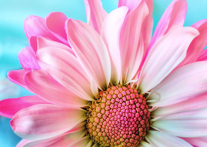 Flower Nature Art Floral