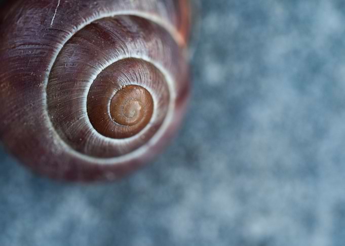 Snail