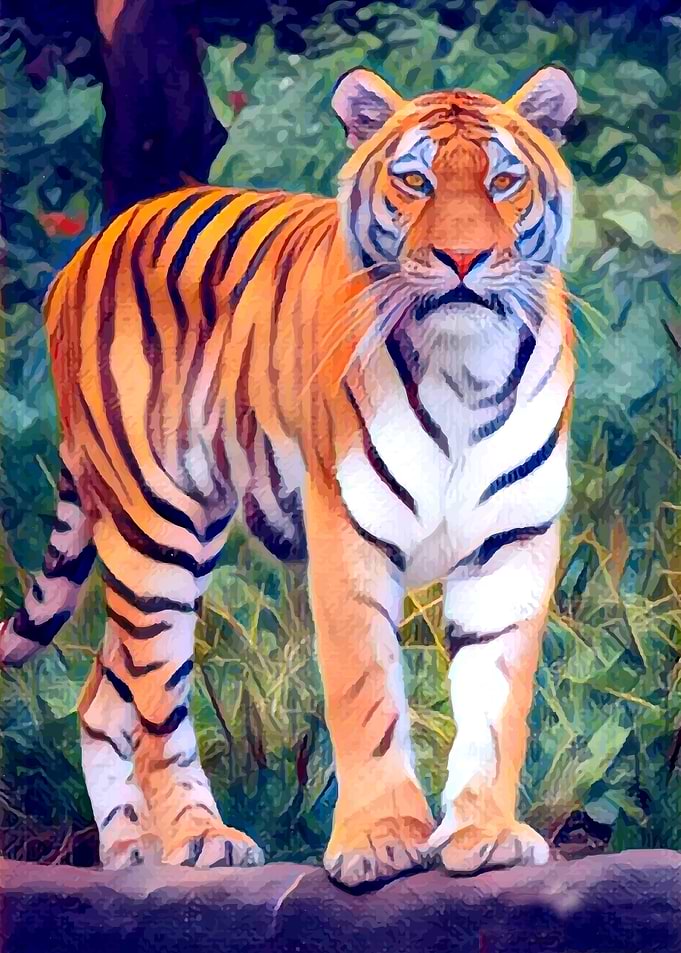 Beautiful Tiger