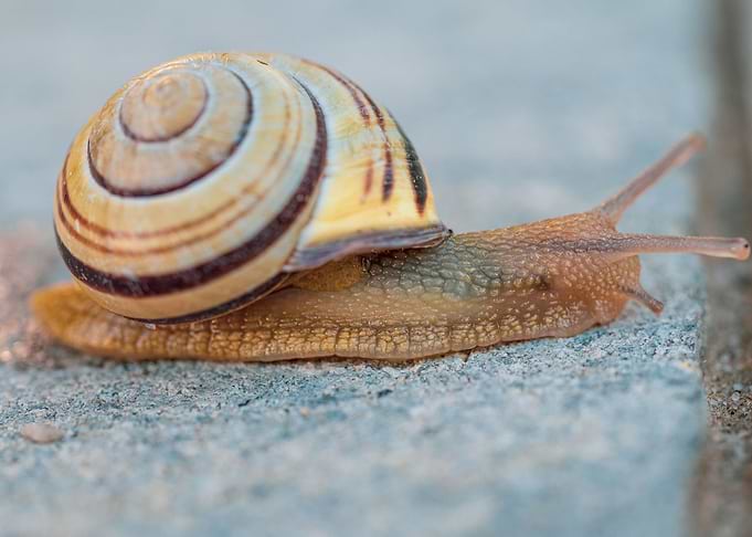 Snail