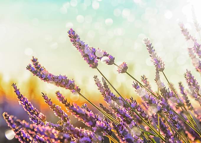 Sparkling Lavender
