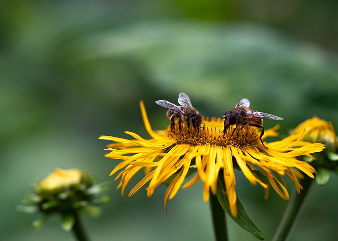 Insects