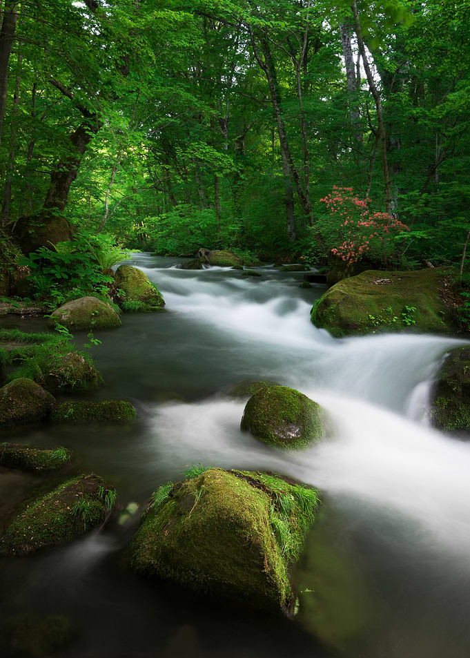 Spring green Oirase Creek