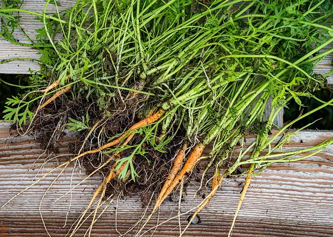 Carrots