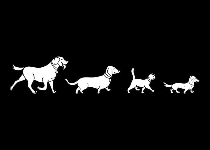 Dachshund Doxie Wiener Dog
